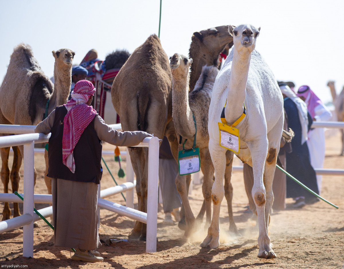 شوط «الرؤية»