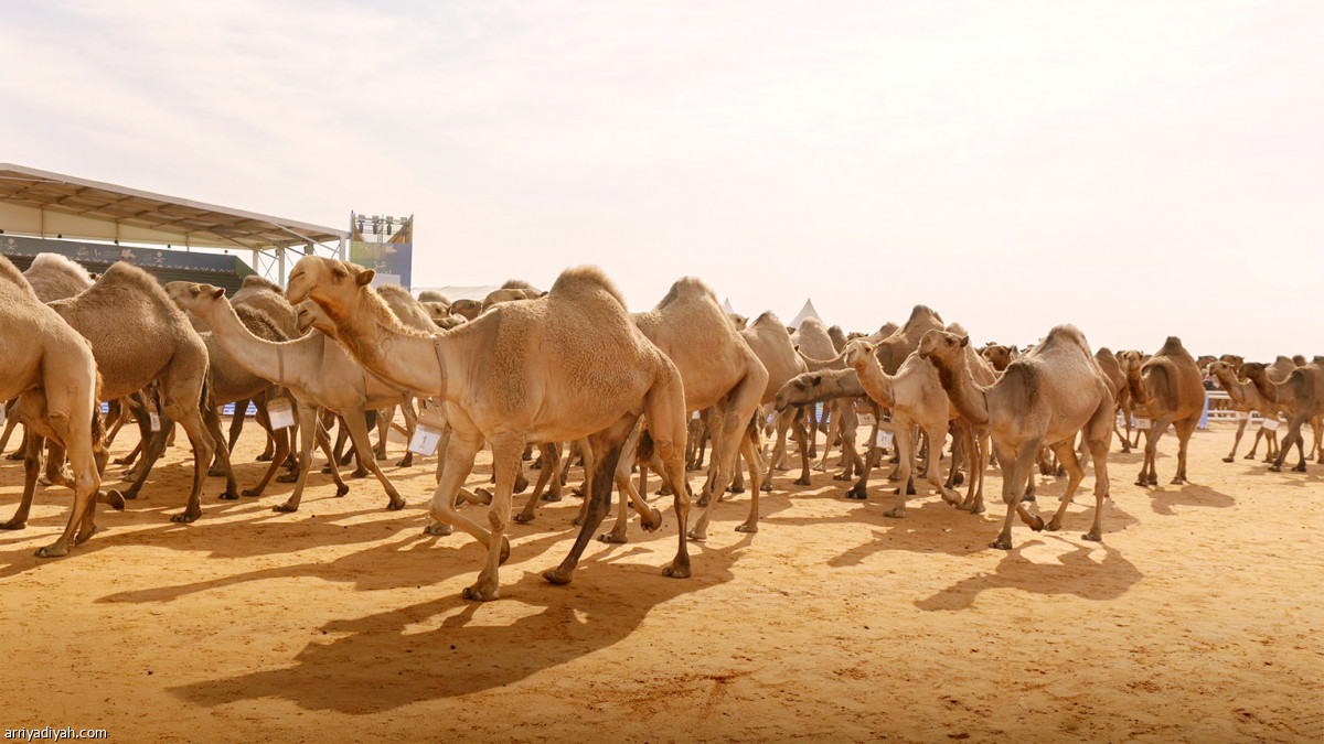 منافسات اليوم 25